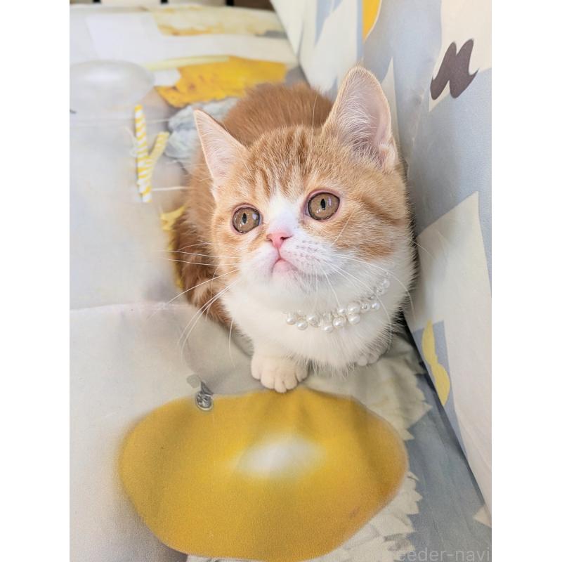 販売中の埼玉県のミヌエット(短足)-134807の6枚目