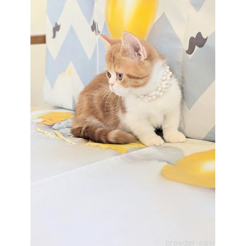 販売中の埼玉県のミヌエット(短足)-134807の5枚目