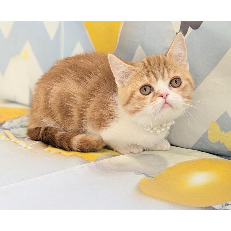 販売中の埼玉県のミヌエット(短足)-134807の4枚目