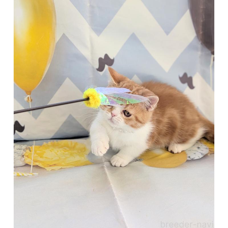 販売中の埼玉県のミヌエット(短足)-134807の3枚目