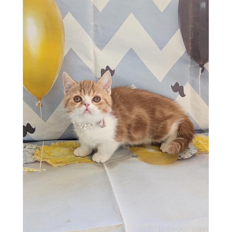 販売中の埼玉県のミヌエット(短足)-134807の2枚目