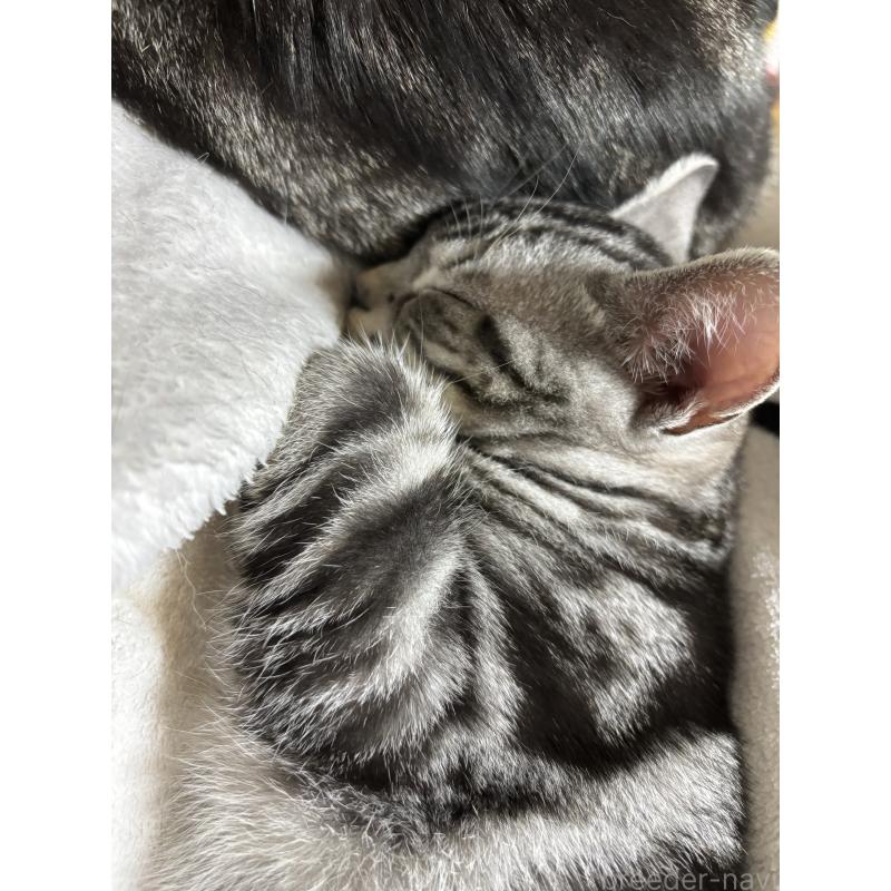 成約済の千葉県のアメリカンショートヘア-129735の3枚目