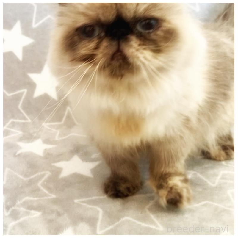 商談中の埼玉県のヒマラヤン-134808の7枚目