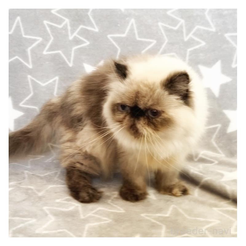 商談中の埼玉県のヒマラヤン-134808の6枚目