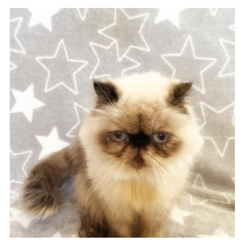 商談中の埼玉県のヒマラヤン-134808の5枚目