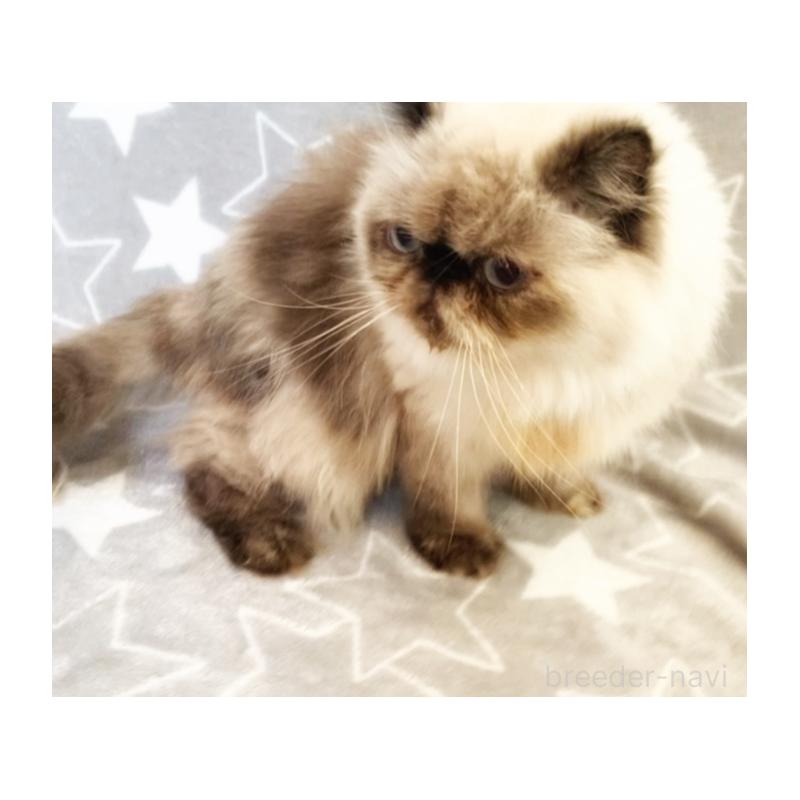 商談中の埼玉県のヒマラヤン-134808の4枚目