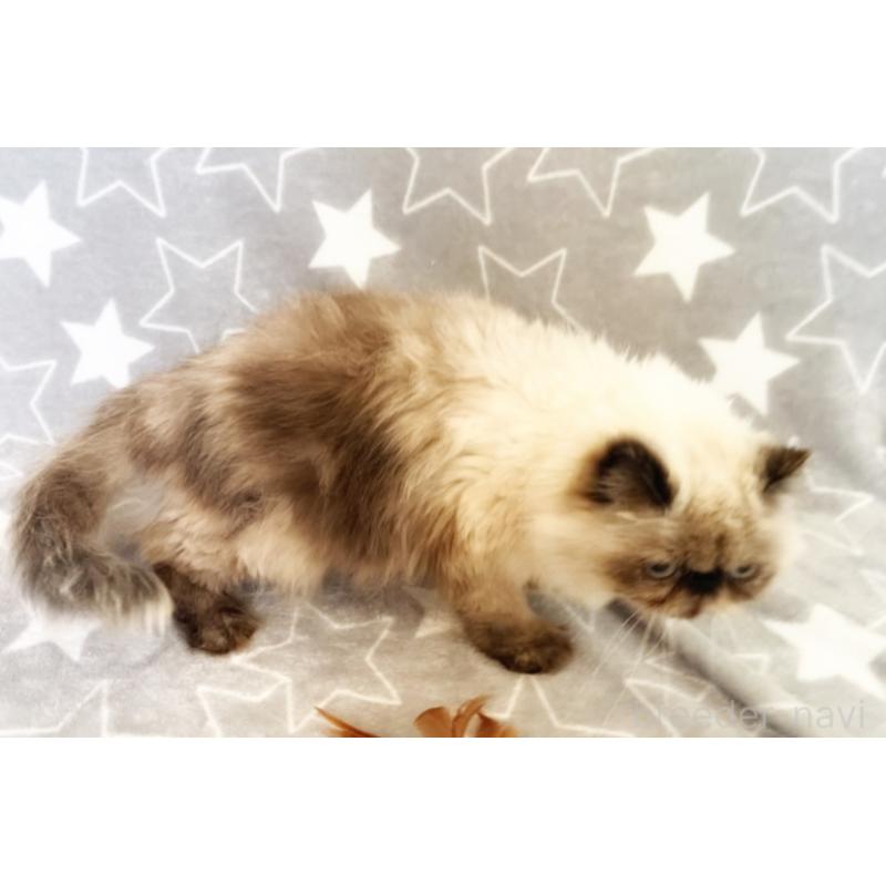 商談中の埼玉県のヒマラヤン-134808の3枚目