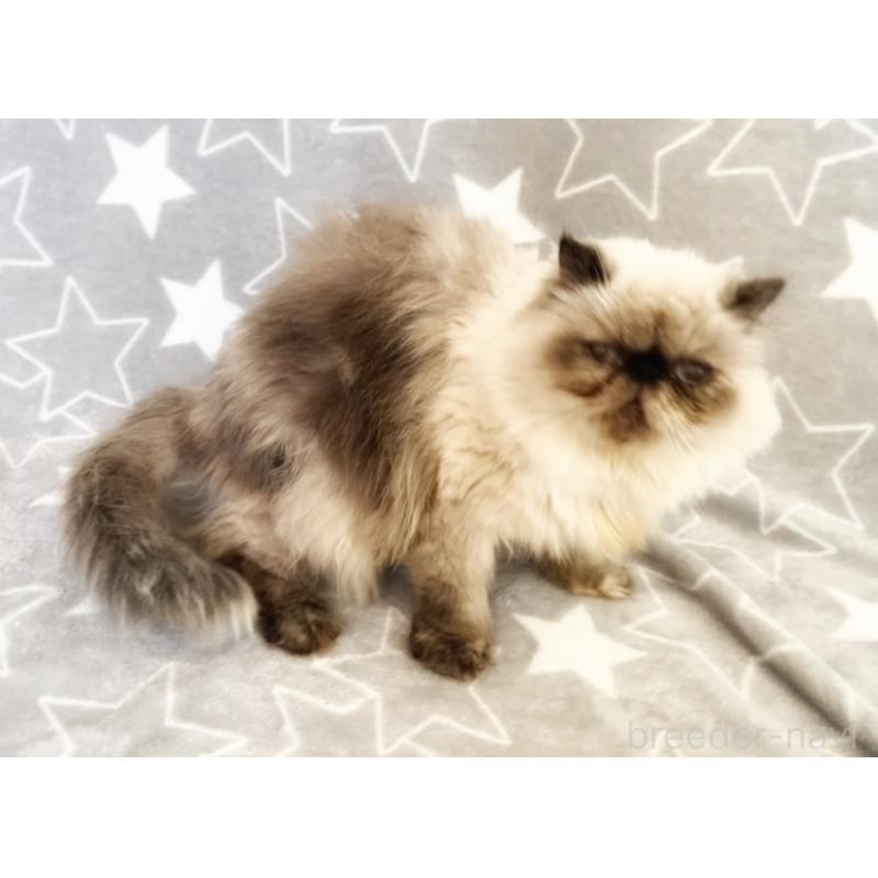 商談中の埼玉県のヒマラヤン-134808の2枚目