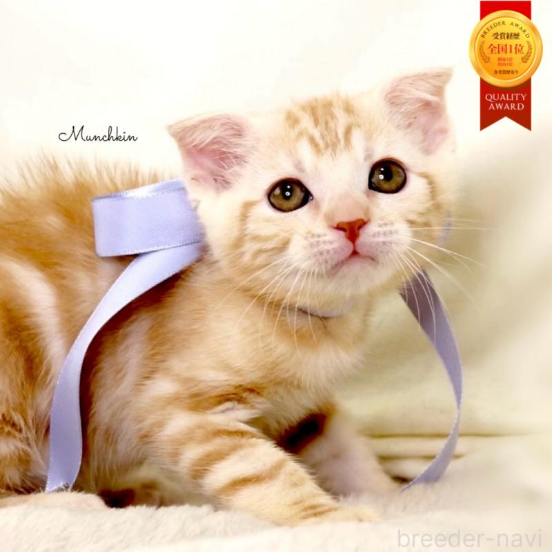 販売中の栃木県のマンチカン-133765