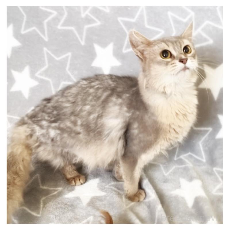 商談中の埼玉県のソマリ-134809の8枚目