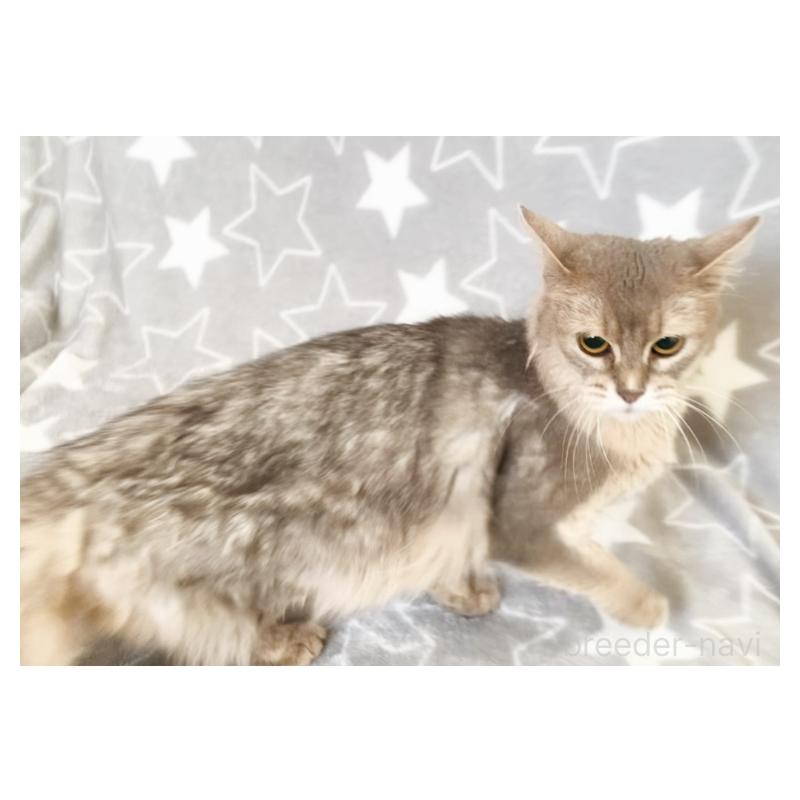 商談中の埼玉県のソマリ-134809の7枚目