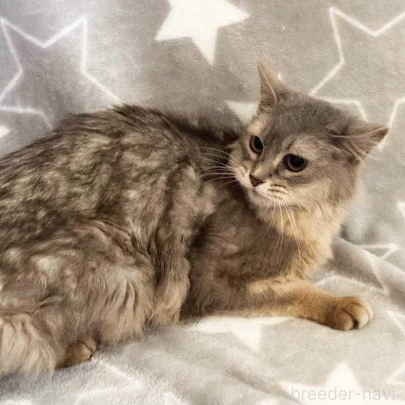 商談中の埼玉県のソマリ-134809の5枚目