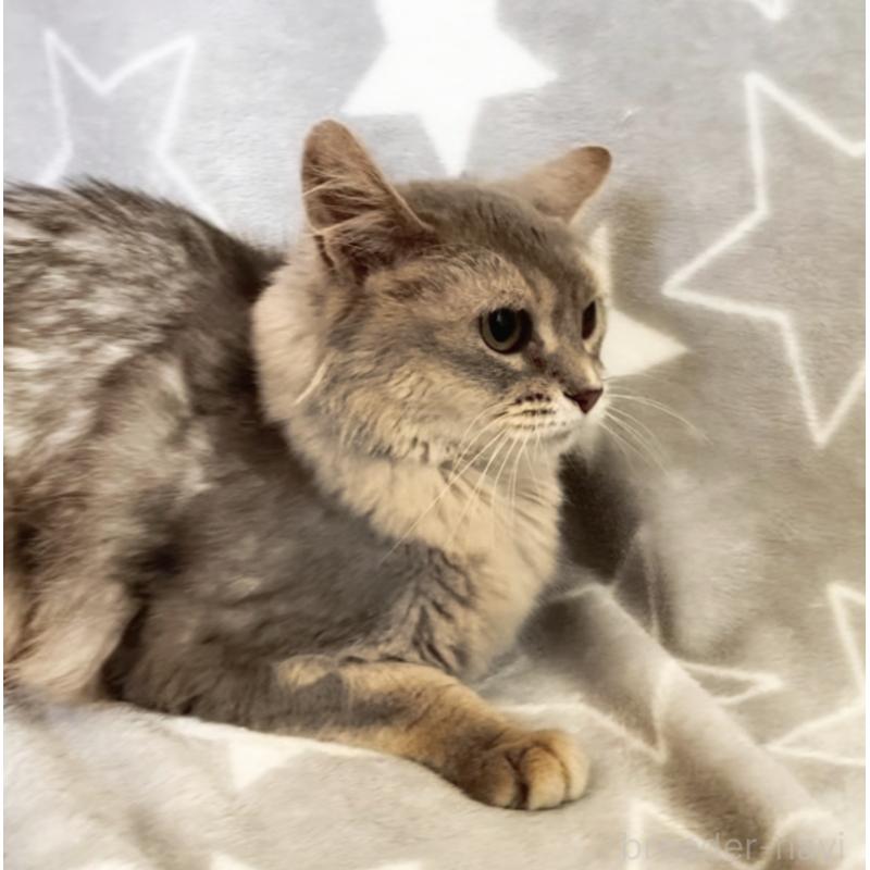 商談中の埼玉県のソマリ-134809の4枚目