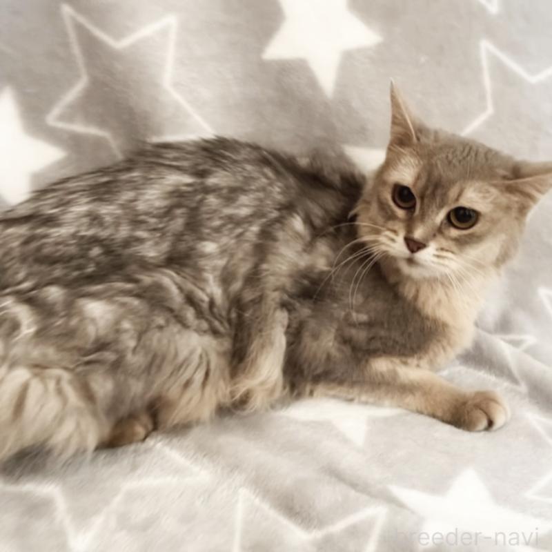 商談中の埼玉県のソマリ-134809の2枚目