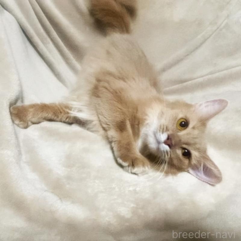 販売中の埼玉県のソマリ-134810の6枚目