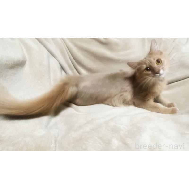 販売中の埼玉県のソマリ-134810の4枚目