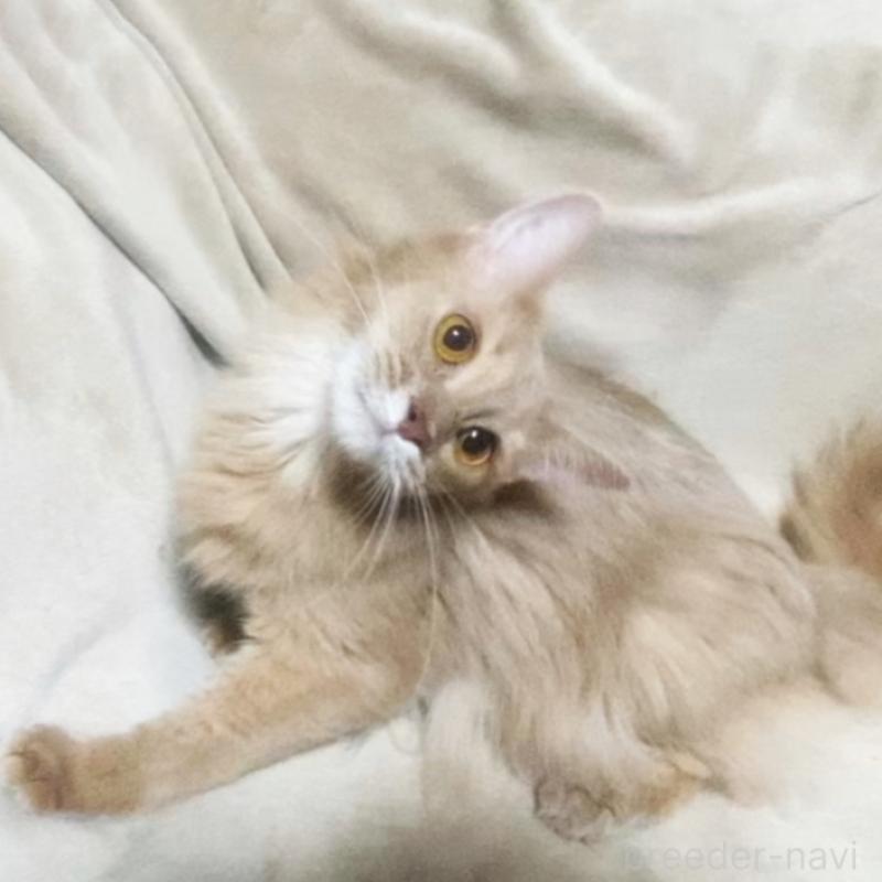 販売中の埼玉県のソマリ-134810の3枚目