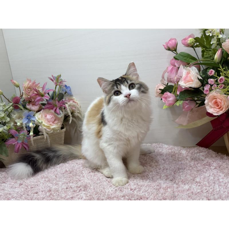 販売中の東京都のラガマフィン-130806の6枚目