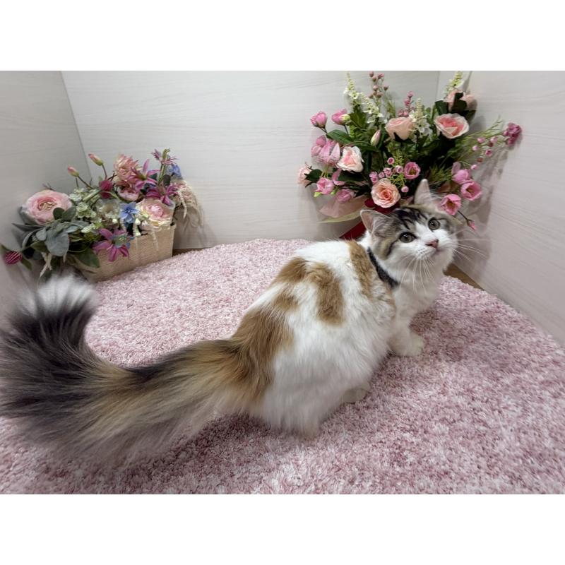 販売中の東京都のラガマフィン-130806の5枚目