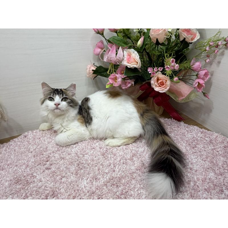 販売中の東京都のラガマフィン-130806の4枚目