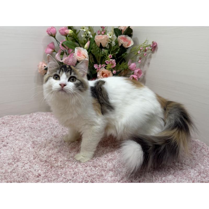 販売中の東京都のラガマフィン-130806の3枚目