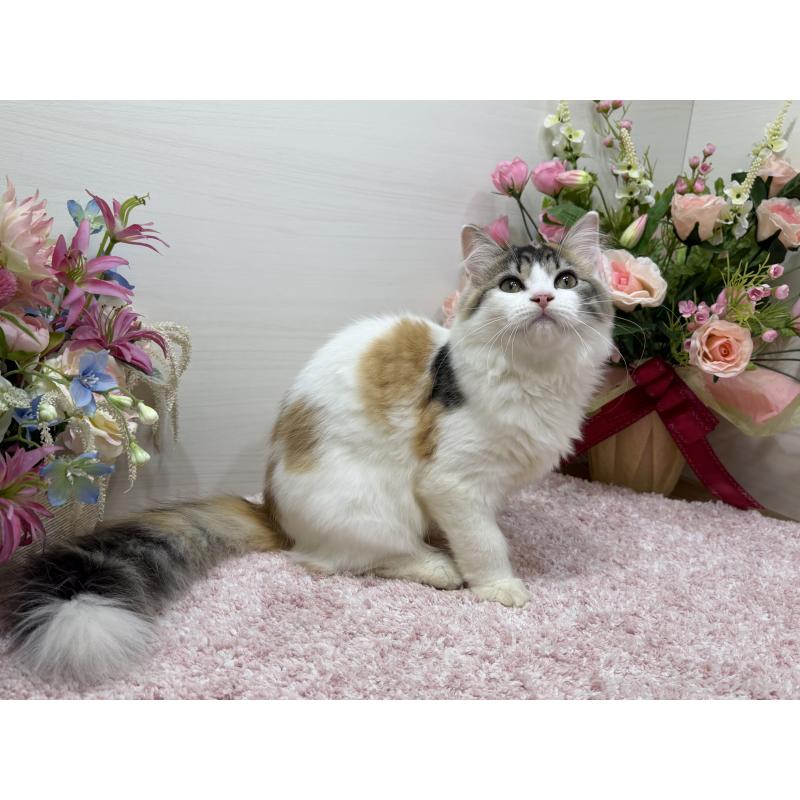 販売中の東京都のラガマフィン-130806の2枚目