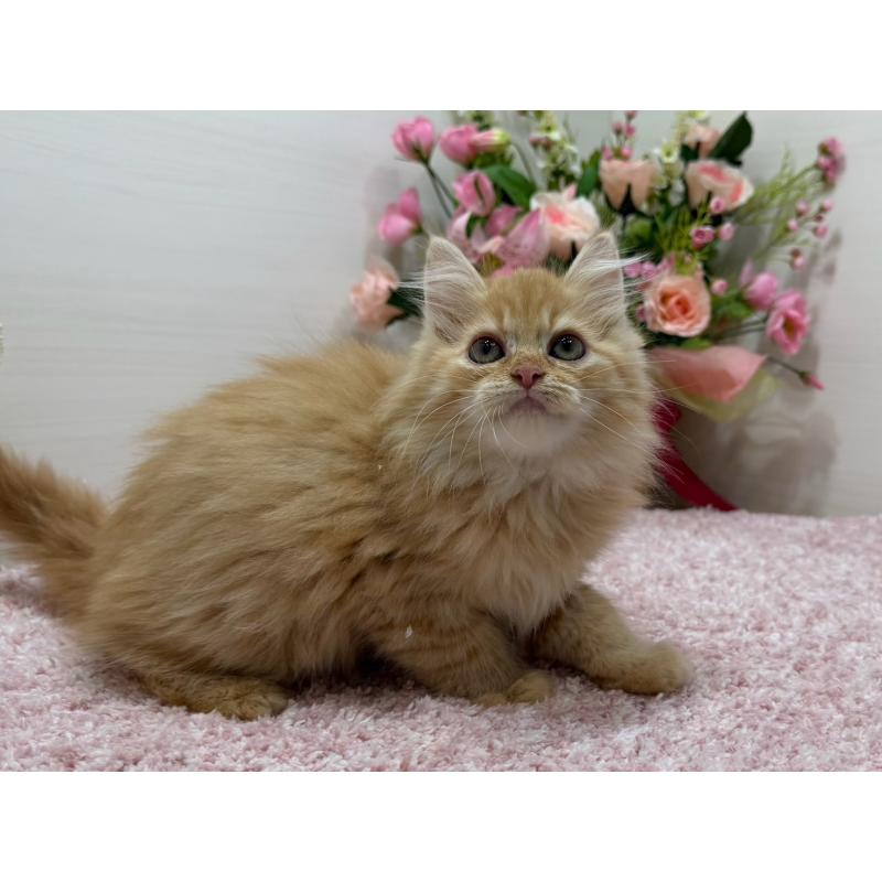 販売中の東京都のラガマフィン-134422の13枚目