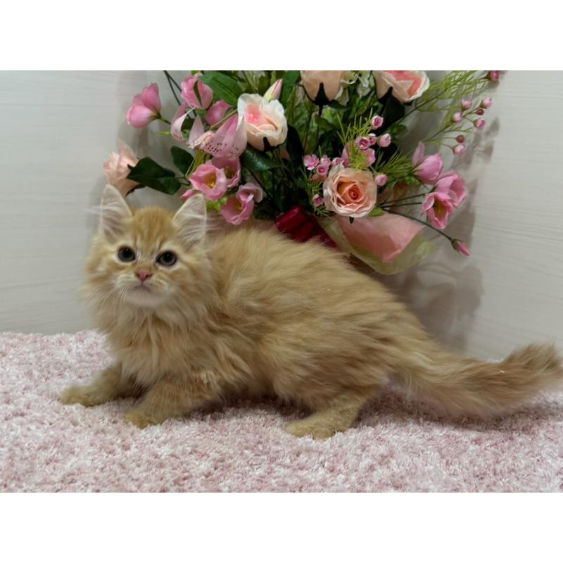 販売中の東京都のラガマフィン-134422の12枚目