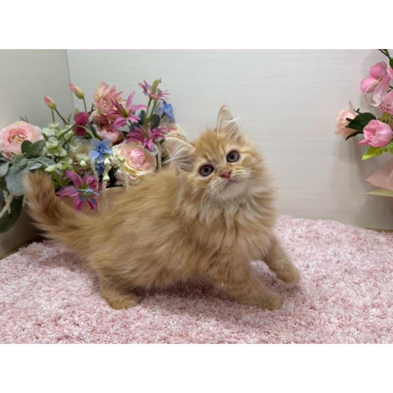 販売中の東京都のラガマフィン-134422の11枚目