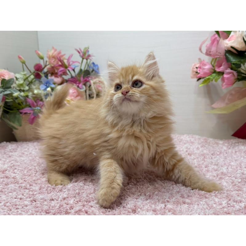 販売中の東京都のラガマフィン-134422の10枚目