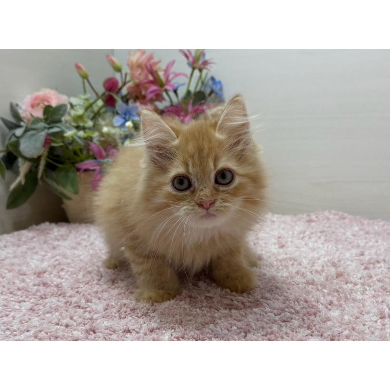 販売中の東京都のラガマフィン-134422の9枚目