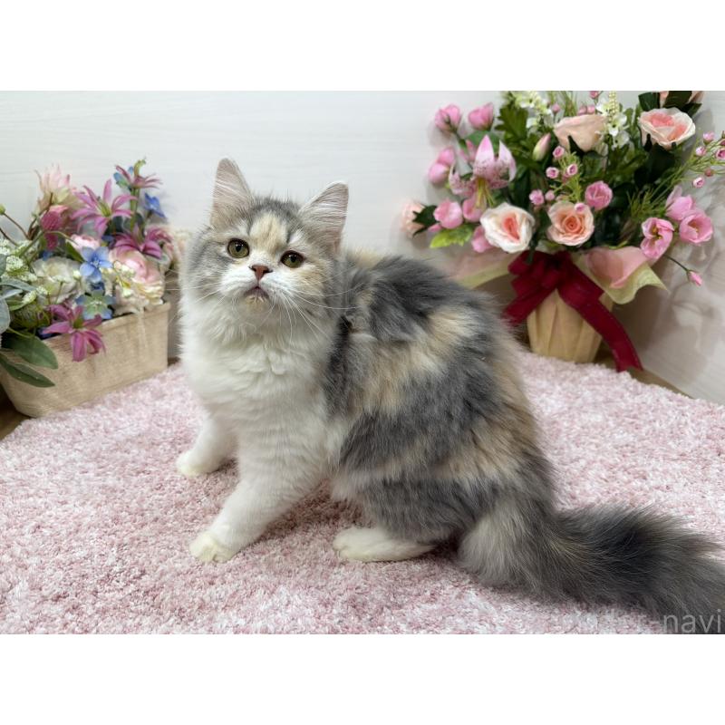 販売中の東京都のラガマフィン-128128の6枚目