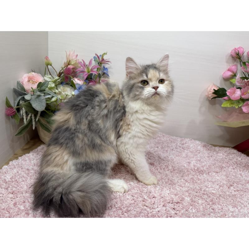 販売中の東京都のラガマフィン-128128の5枚目