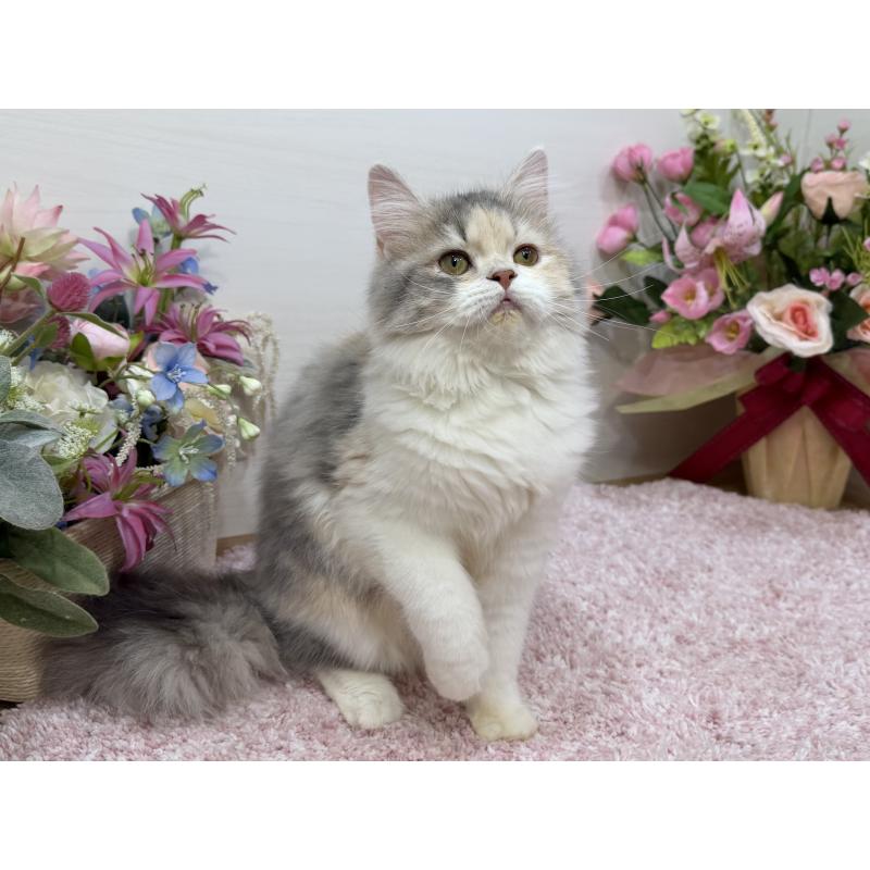 販売中の東京都のラガマフィン-128128の4枚目