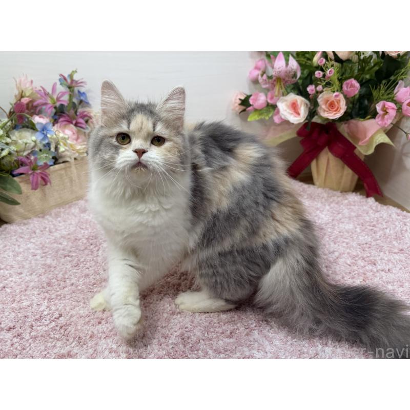 販売中の東京都のラガマフィン-128128の3枚目