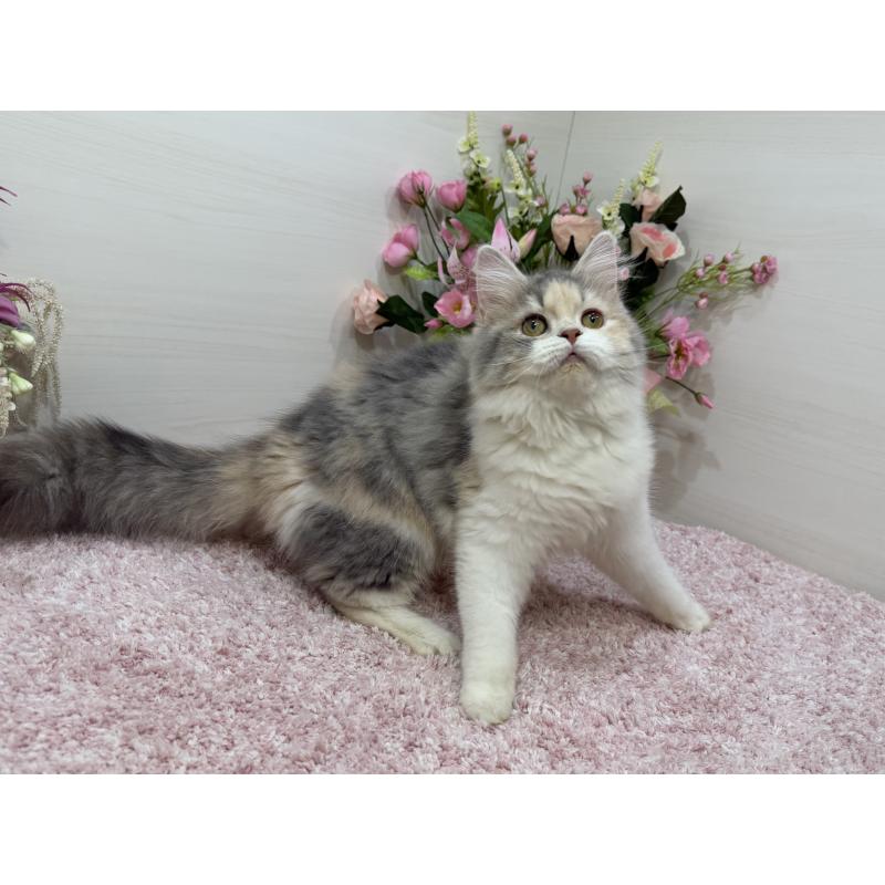 販売中の東京都のラガマフィン-128128の2枚目