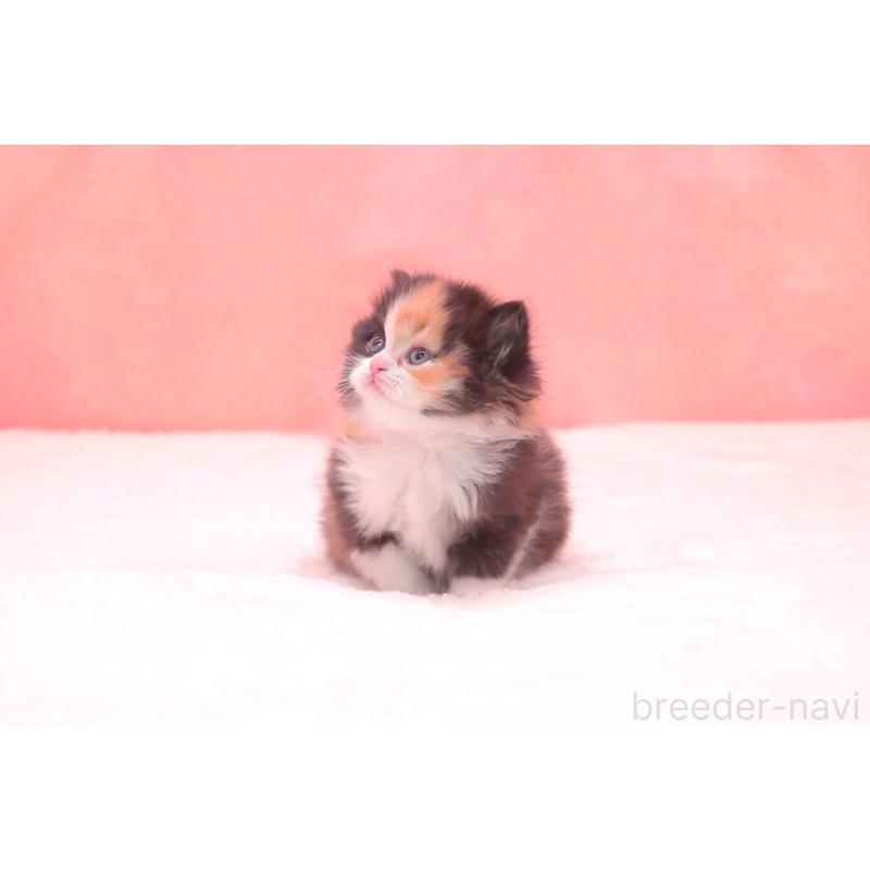 販売中の茨城県のサイベリアン-134812の7枚目