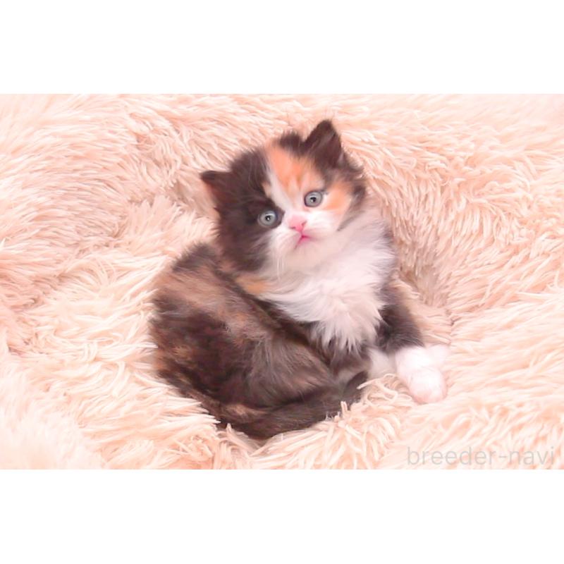 販売中の茨城県のサイベリアン-134812の5枚目