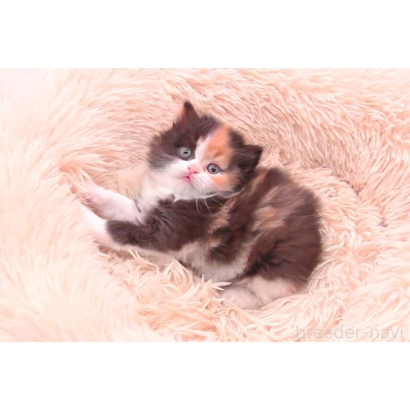 販売中の茨城県のサイベリアン-134812の3枚目