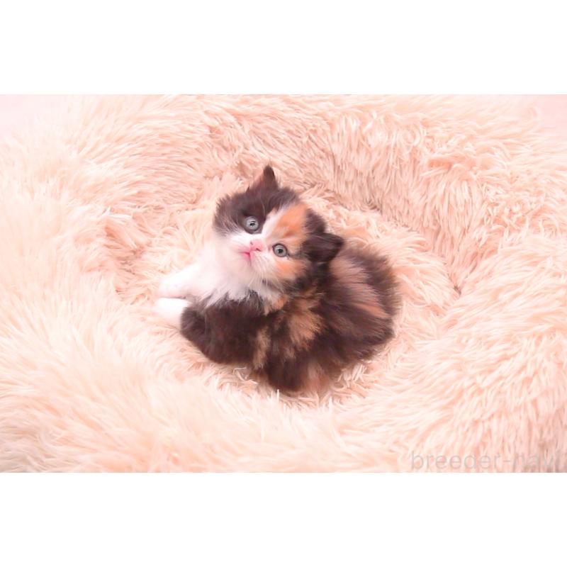 販売中の茨城県のサイベリアン-134812の2枚目