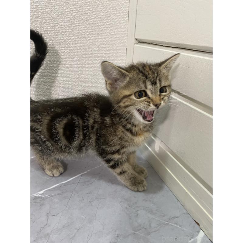 販売中の宮崎県のアメリカンショートヘア-134813の4枚目