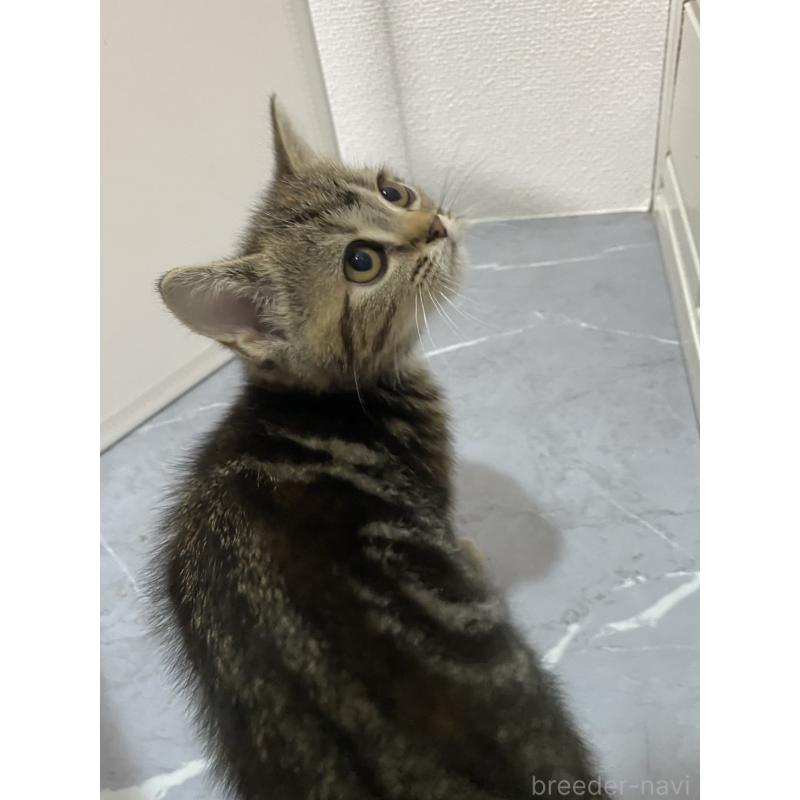 販売中の宮崎県のアメリカンショートヘア-134813の3枚目