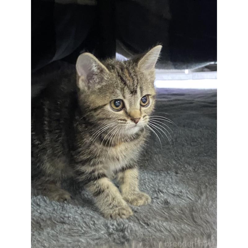 販売中の宮崎県のアメリカンショートヘア-134813の1枚目