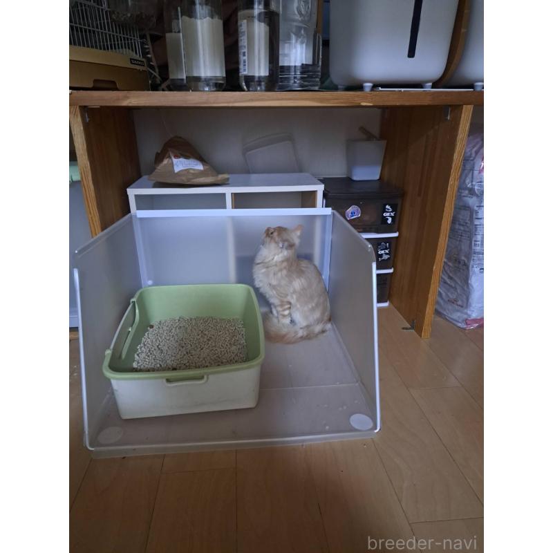 販売中の大阪府のメインクーン-126084の2枚目