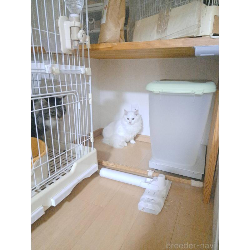 販売中の大阪府のメインクーン-126889の2枚目