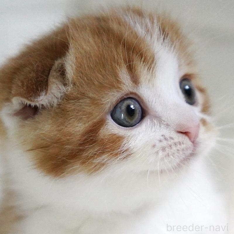 販売中の愛知県のスコティッシュフォールド-134743