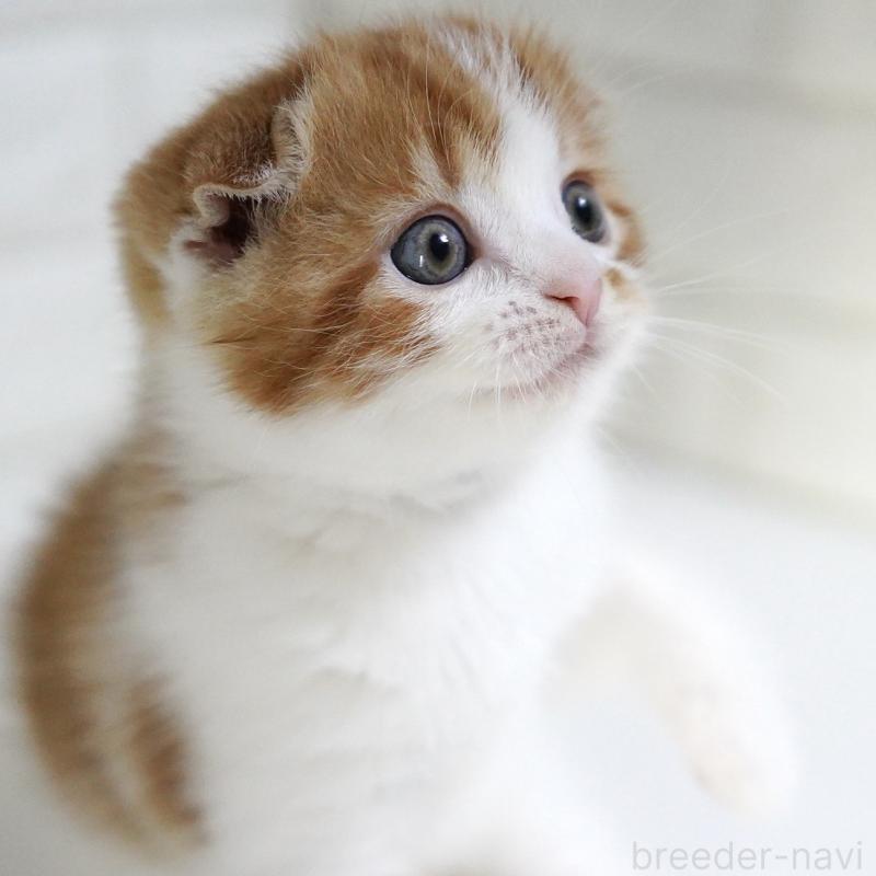 販売中の愛知県のスコティッシュフォールド-134743の15枚目