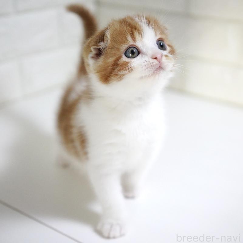 販売中の愛知県のスコティッシュフォールド-134743の14枚目