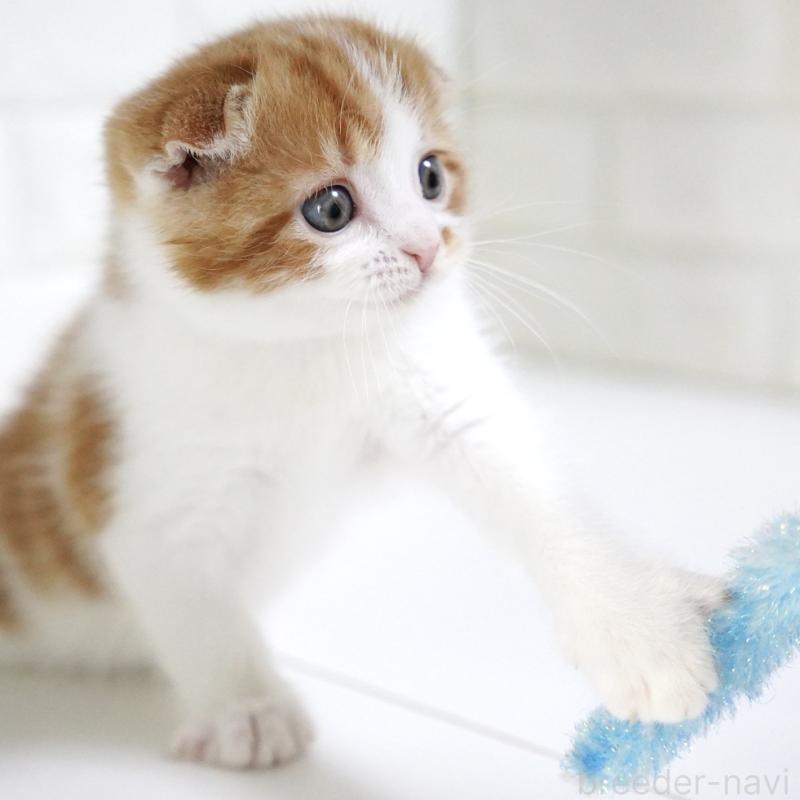 販売中の愛知県のスコティッシュフォールド-134743の11枚目