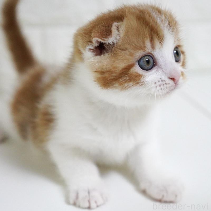 販売中の愛知県のスコティッシュフォールド-134743の10枚目